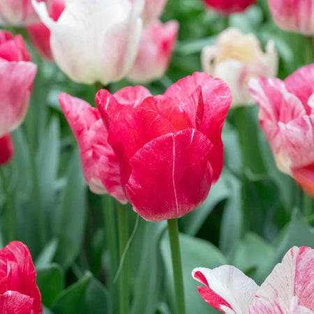 Tulip 'Hemisphere'  - 10 Bulbs