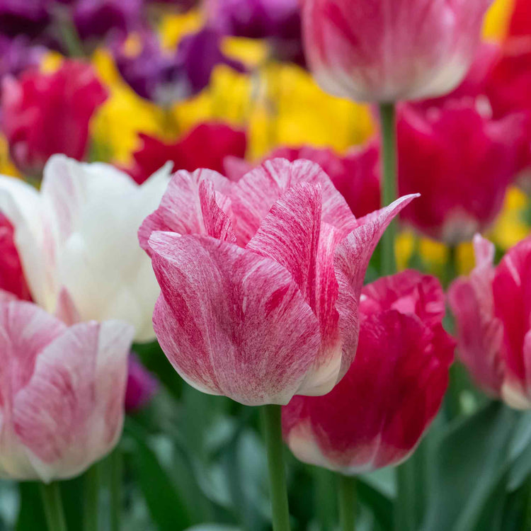 Tulip 'Hemisphere'  - 10 Bulbs