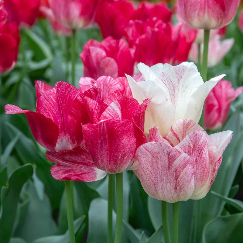 Tulip 'Hemisphere'  - 10 Bulbs