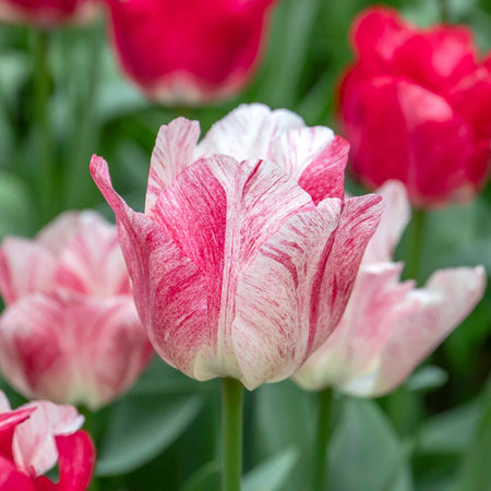 Tulip 'Hemisphere'  - 10 Bulbs