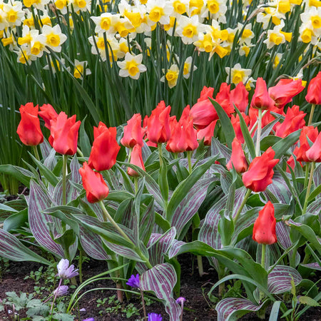 Tulip 'Red Riding Hood' - 10 Bulbs