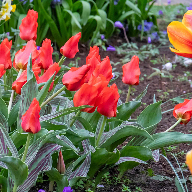 Tulip 'Red Riding Hood' - 10 Bulbs