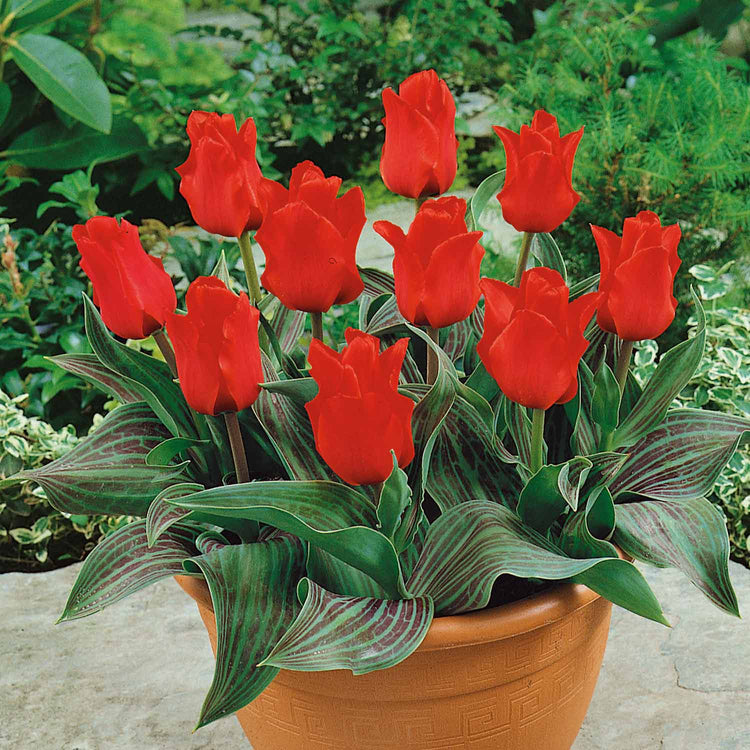 Tulip 'Red Riding Hood' - 10 Bulbs