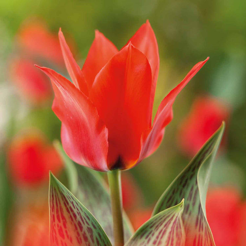 Tulip 'Red Riding Hood' - 10 Bulbs