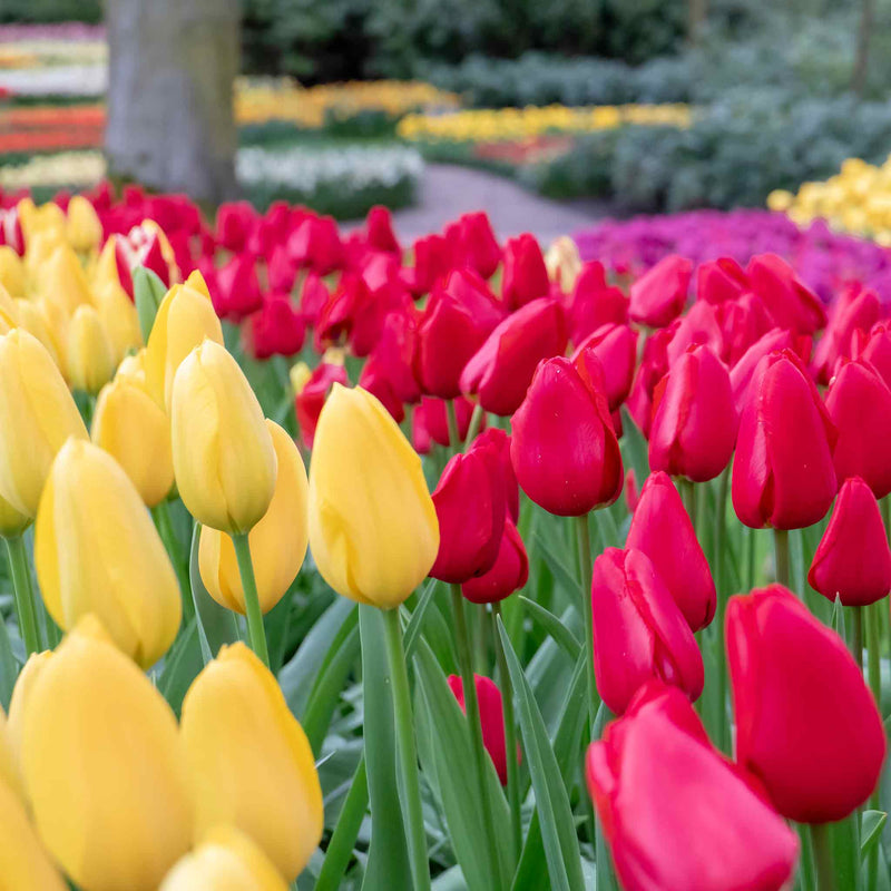 Tulip 'Touch of Amsterdam' Extra Value Mix - 100 Bulbs