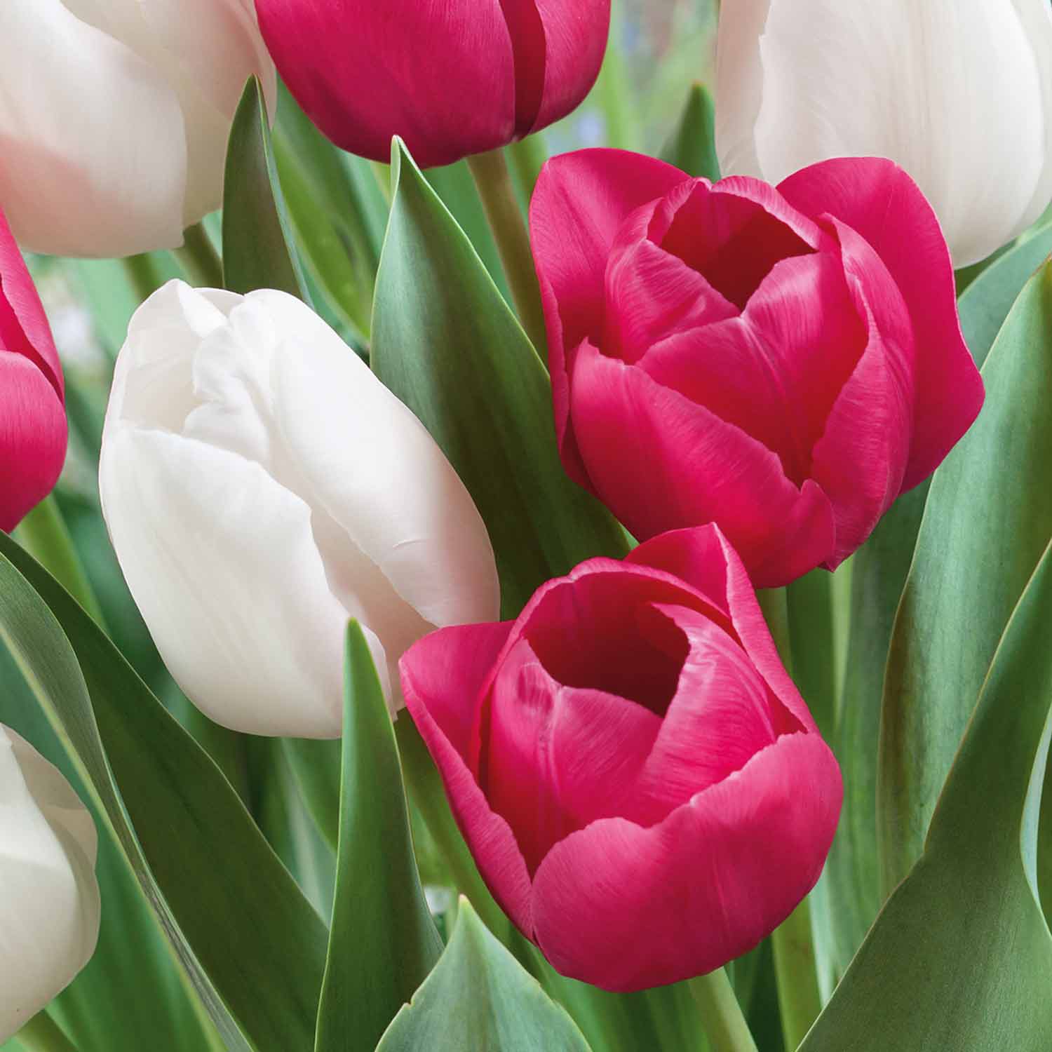 Tulip 'Bubblegum Mix' 20 Bulbs Buy Tulip Bulbs Online Tulip Bulbs