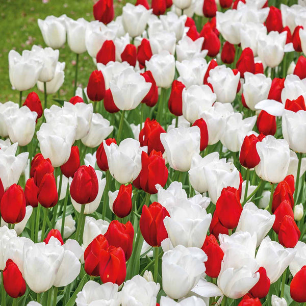 Tulip 'Candy Cane Mix' - 20 Bulbs