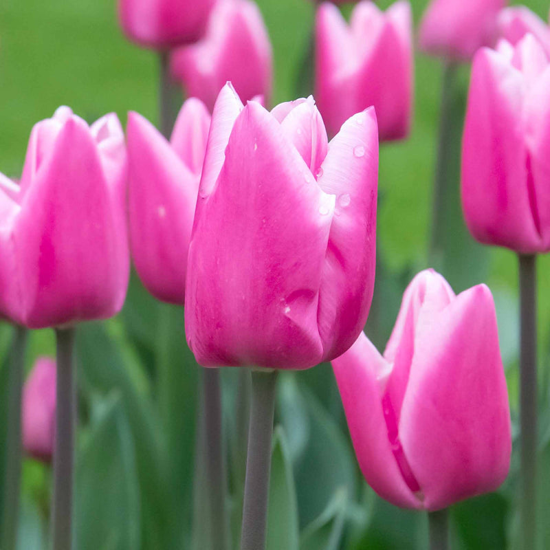 Tulip 'Milkshake' - 10 Bulbs