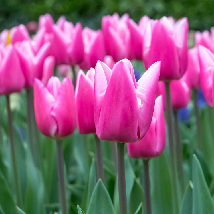 Tulip 'Milkshake' - 10 Bulbs