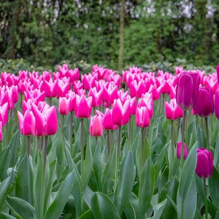 Tulip 'Milkshake' - 10 Bulbs