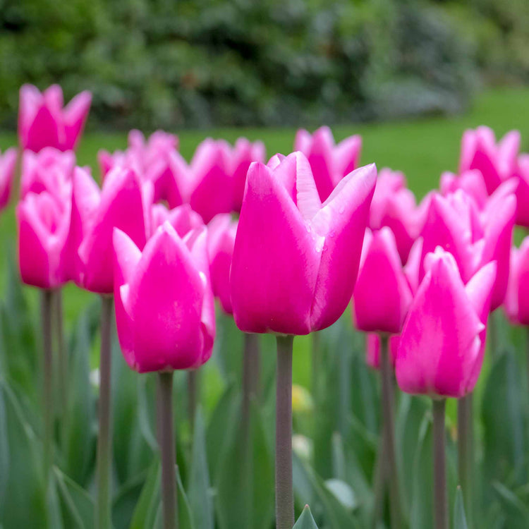 Tulip 'Milkshake' - 10 Bulbs