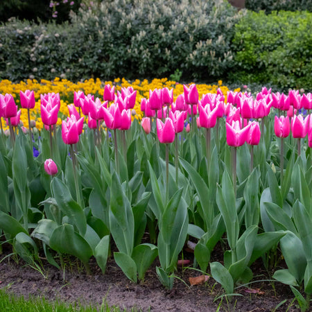 Tulip 'Milkshake' - 10 Bulbs