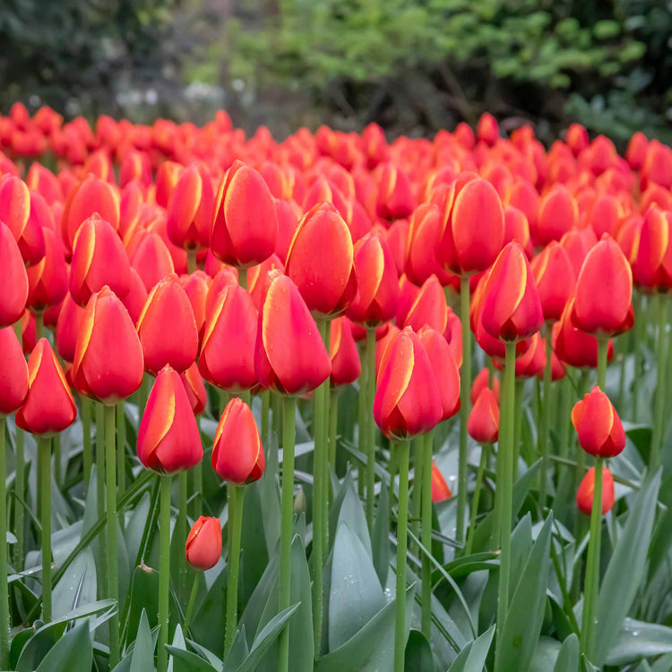 Tulip 'Worlds Favourite' - 10 Bulbs