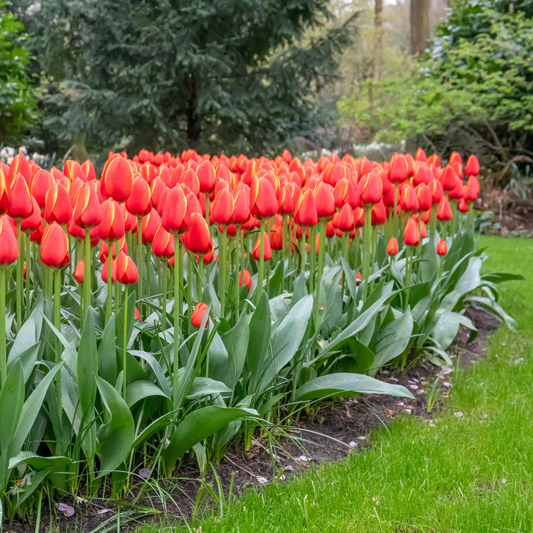 Tulip 'Worlds Favourite' - 10 Bulbs