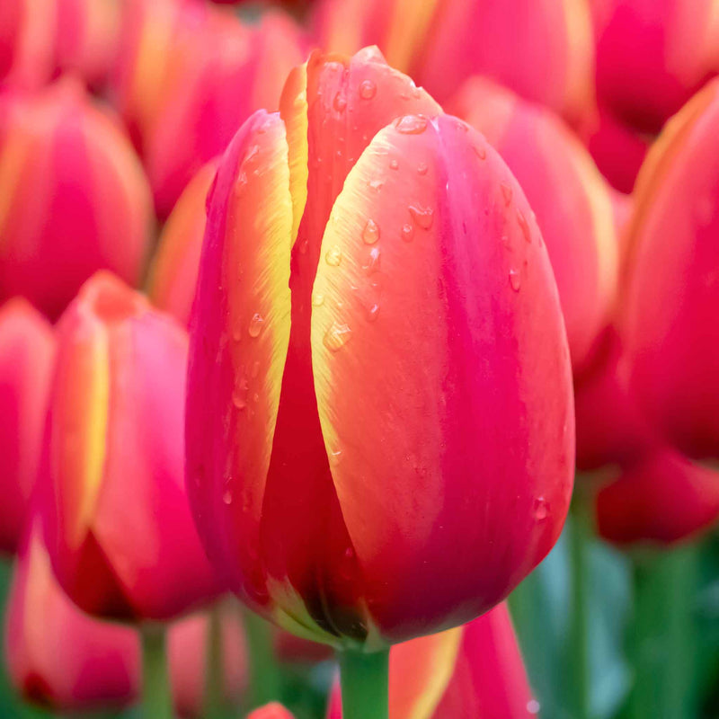 Tulip 'Worlds Favourite' - 10 Bulbs