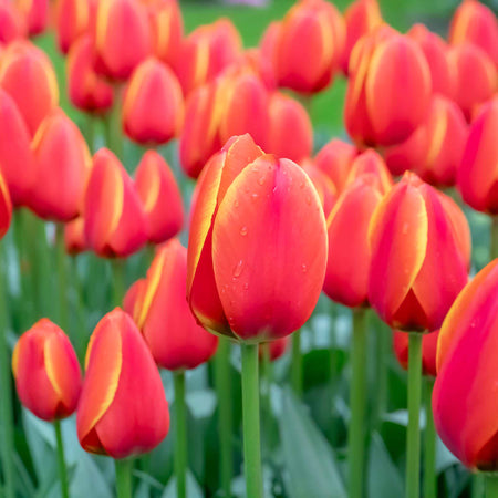 Tulip 'Worlds Favourite' - 10 Bulbs