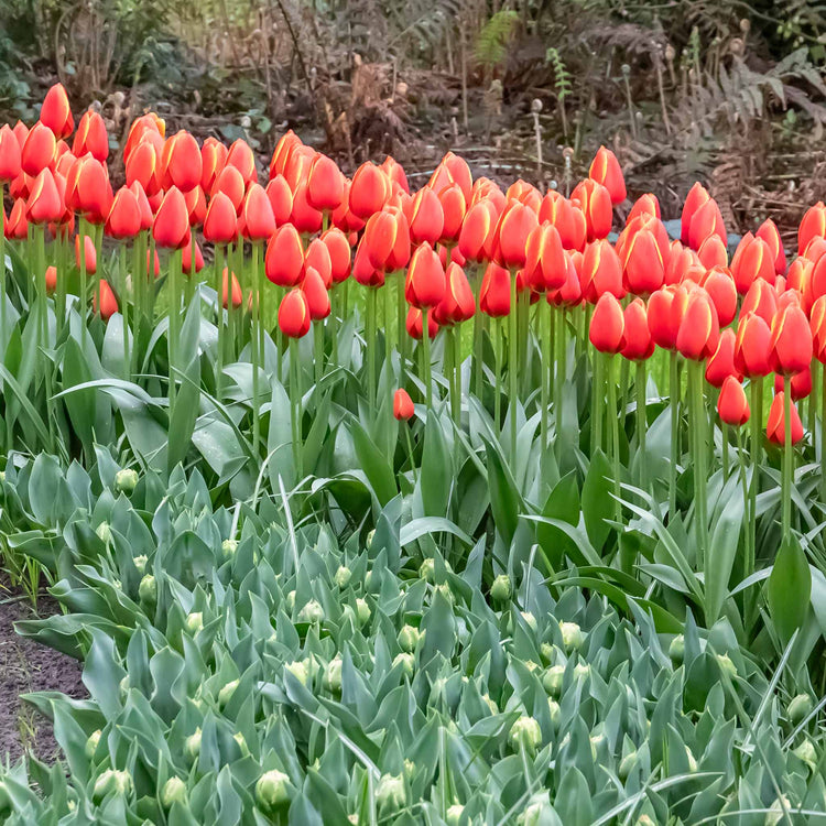 Tulip 'Worlds Favourite' - 10 Bulbs