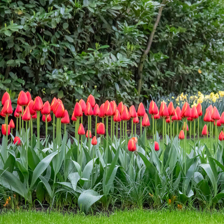 Tulip 'Worlds Favourite' - 10 Bulbs