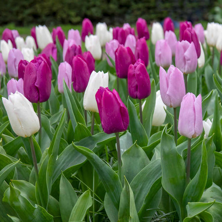 Tulip 'Regal Shades Mix' - 10 Bulbs