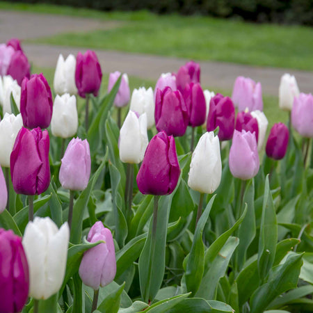 Tulip 'Regal Shades Mix' - 10 Bulbs