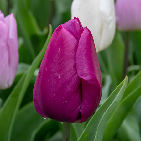 Tulip 'Regal Shades Mix' - 10 Bulbs