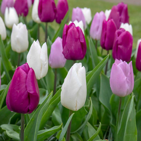 Tulip 'Regal Shades Mix' - 10 Bulbs