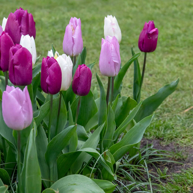 Tulip 'Regal Shades Mix' - 10 Bulbs