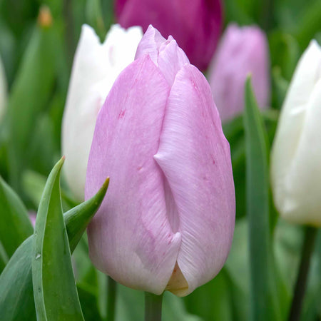 Tulip 'Regal Shades Mix' - 10 Bulbs