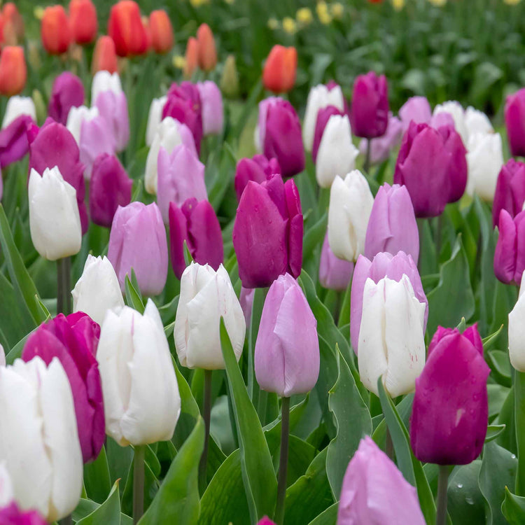 Tulip 'Regal Shades Mix' - 10 Bulbs