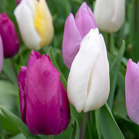 Tulip 'Regal Shades Mix' - 10 Bulbs