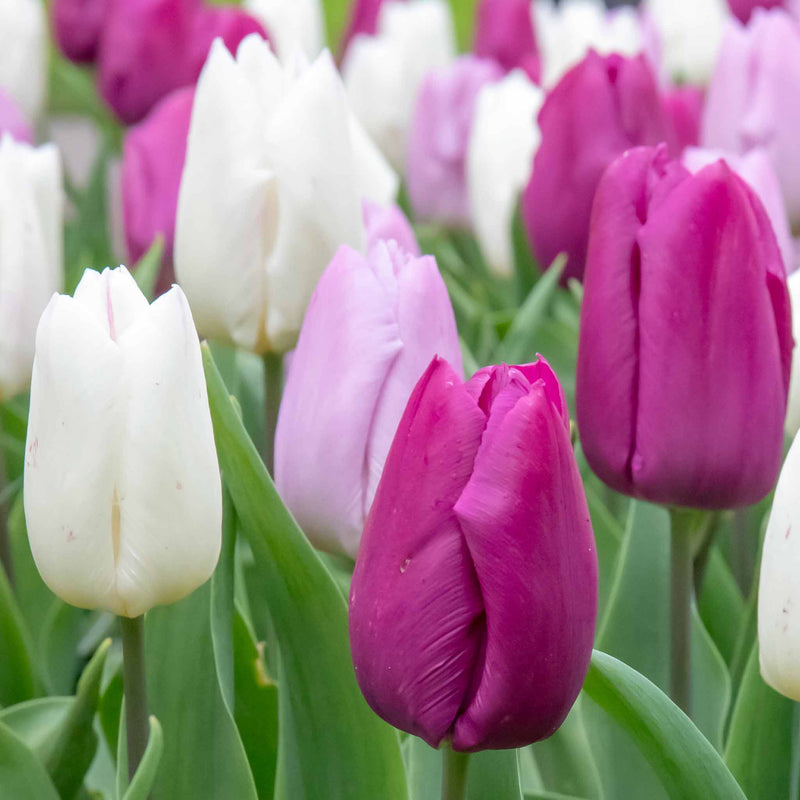 Tulip 'Regal Shades Mix' - 10 Bulbs