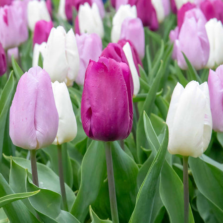 Tulip 'Regal Shades Mix' - 10 Bulbs