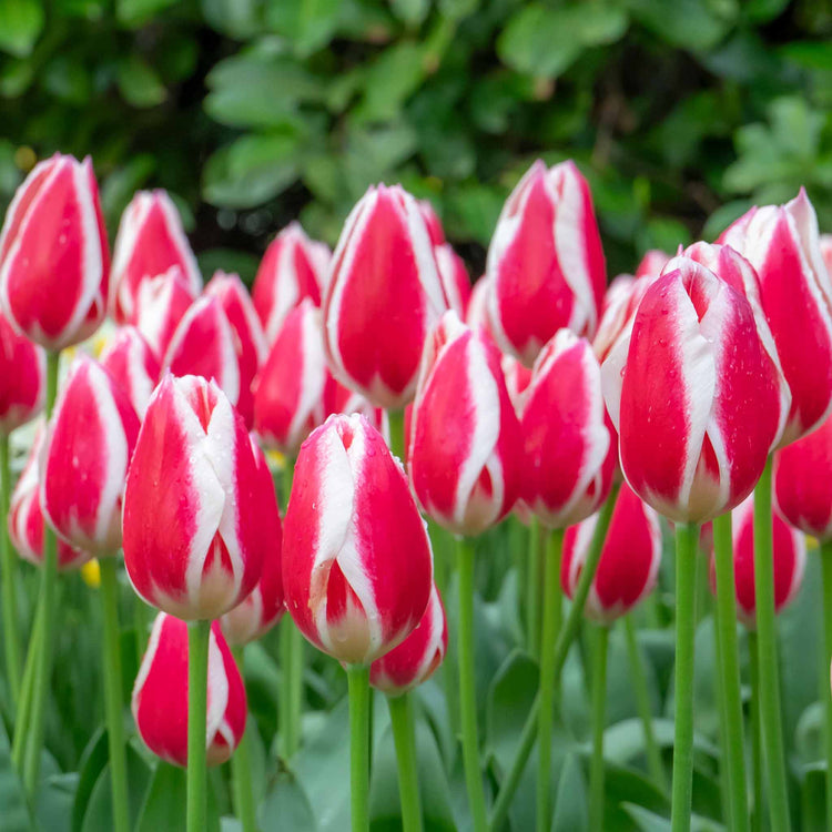 Tulip 'Candy Apple Delight' - 10 Bulbs