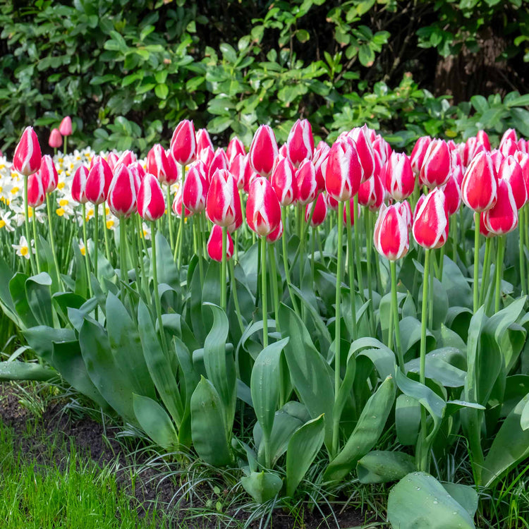 Tulip 'Candy Apple Delight' - 10 Bulbs