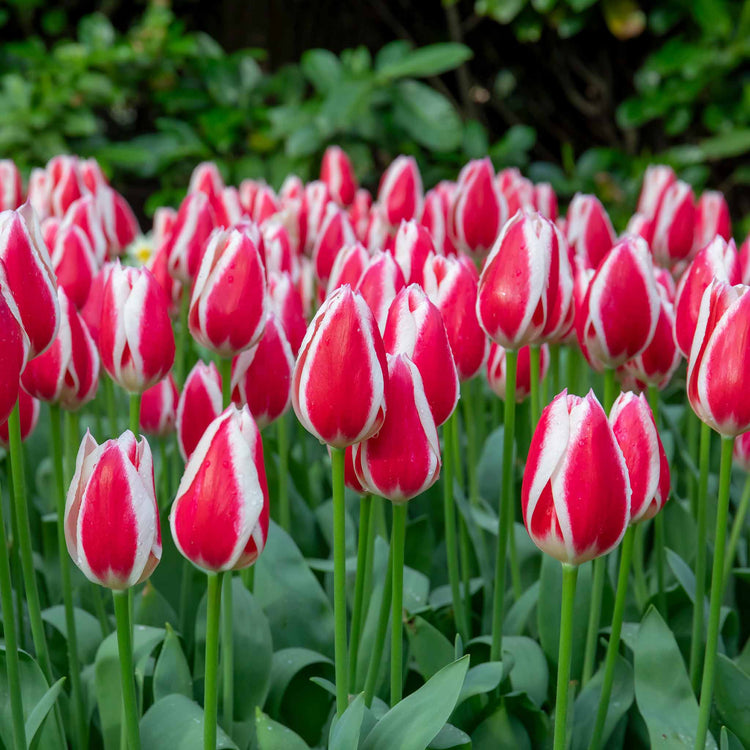 Tulip 'Candy Apple Delight' - 10 Bulbs