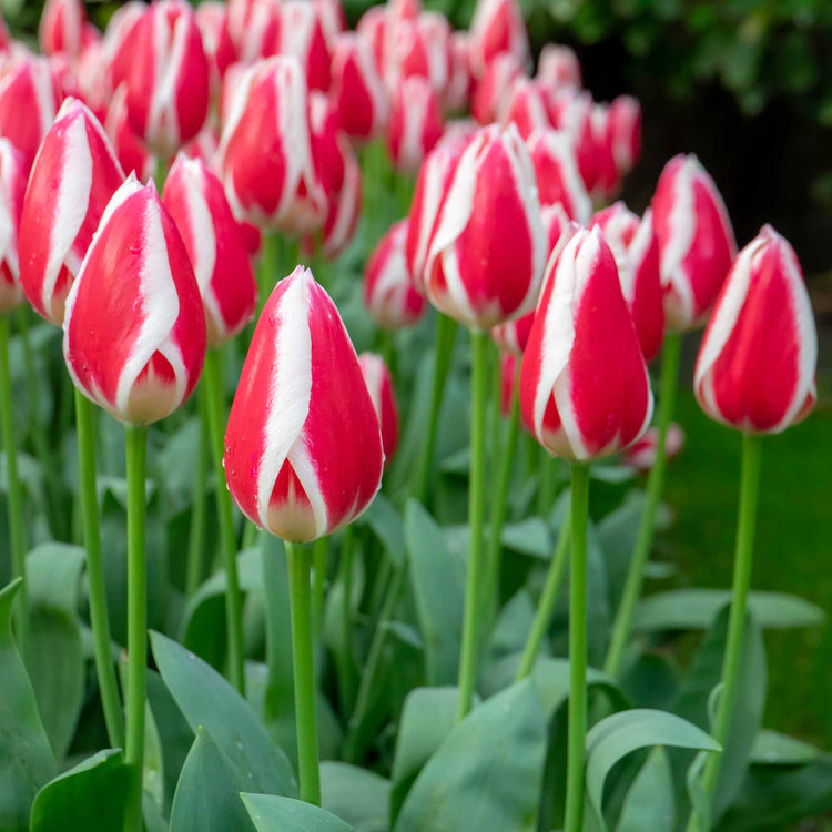 Tulip 'Candy Apple Delight' - 10 Bulbs