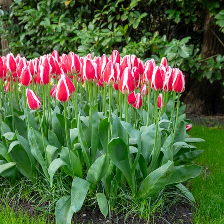 Tulip 'Candy Apple Delight' - 10 Bulbs