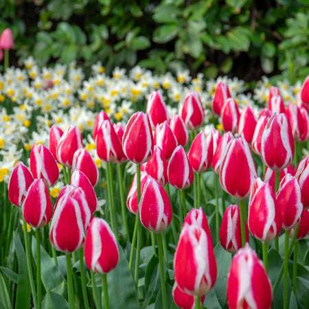 Tulip 'Candy Apple Delight' - 10 Bulbs