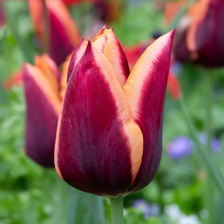 Tulip 'Slawa' - 10 Bulbs