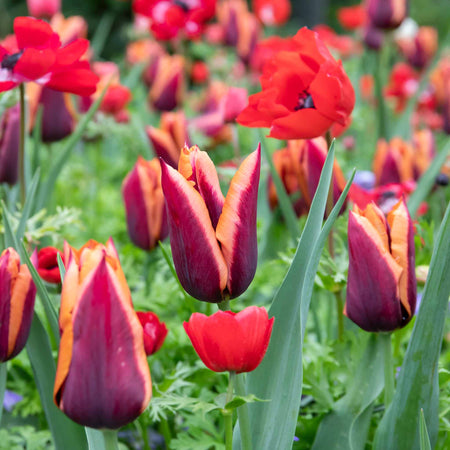 Tulip 'Slawa' - 10 Bulbs