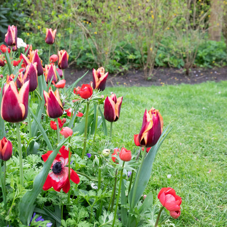 Tulip 'Slawa' - 10 Bulbs