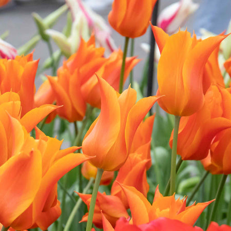 Tulip 'Ballerina' - 10 Bulbs