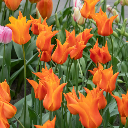 Tulip 'Ballerina' - 10 Bulbs