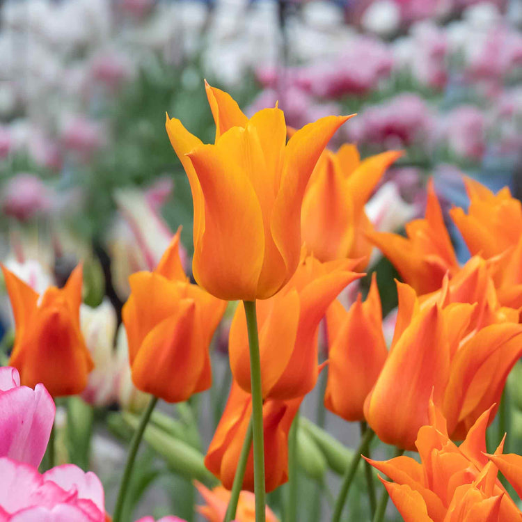 Tulip 'Ballerina' - 10 Bulbs