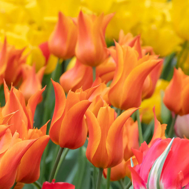 Tulip 'Ballerina' - 10 Bulbs