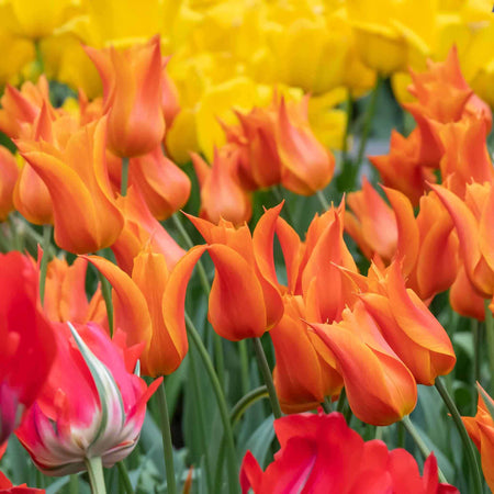 Tulip 'Ballerina' - 10 Bulbs