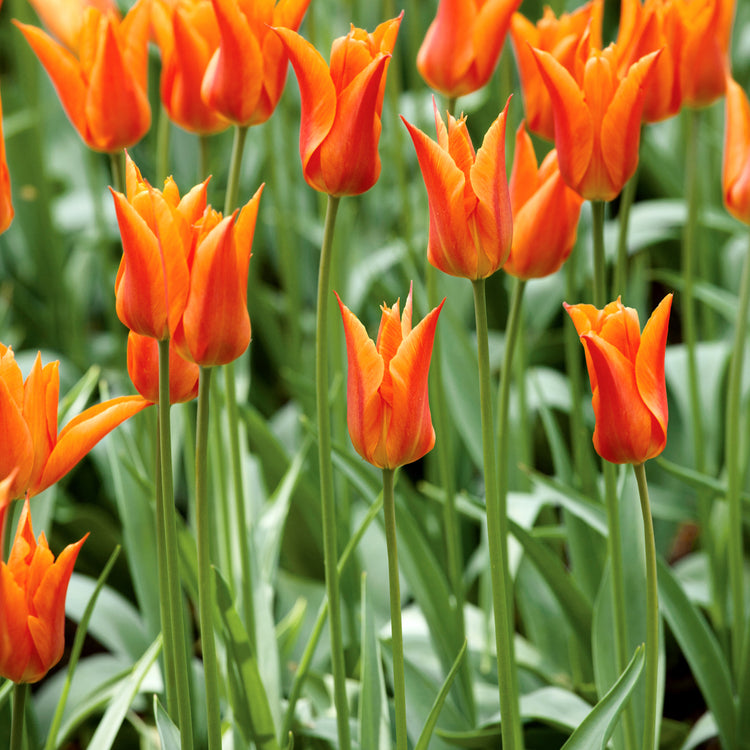 Tulip 'Ballerina' - 10 Bulbs