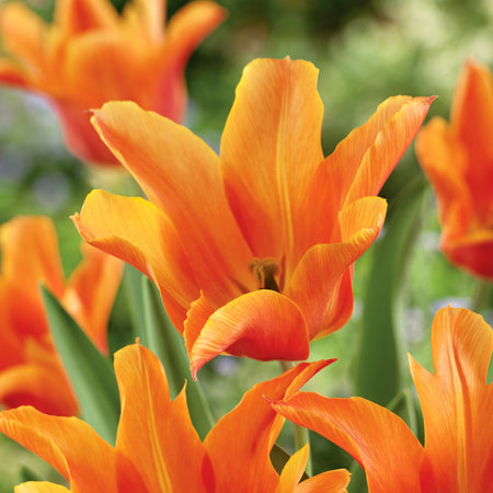 Tulip 'Ballerina' - 10 Bulbs