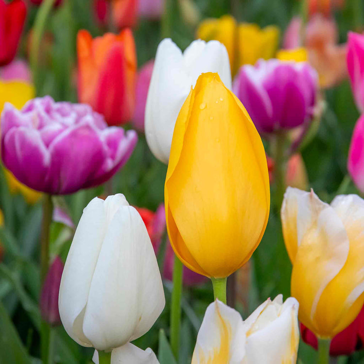 Tulip Bulbs Mixed Border Collection