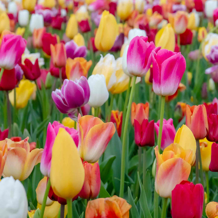 Tulip Bulbs Mixed Border Collection